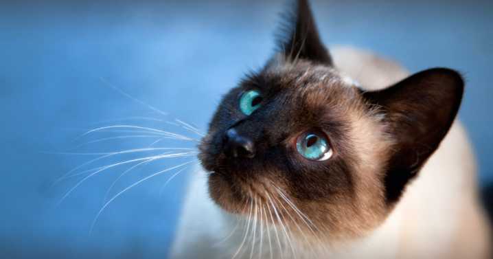 Científicos estudian gatos para nuevas terapias contra el Alzheimer: ¿felinos serían la clave para vencer la enfermedad?