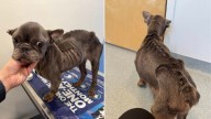 Fragile Frenchie Found In Florida Park Ends Up On Euthanasia List, But Her Story Doesn’t End There