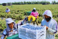 Perú busca agilizar el acceso a nuevos mercados para sus agroexportaciones