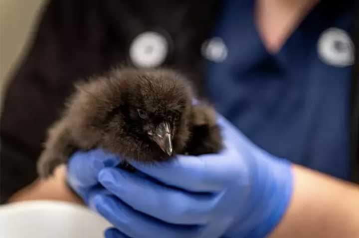 The People Have Spoken! Monterey Bay Aquarium’s New Puffling Has a Name