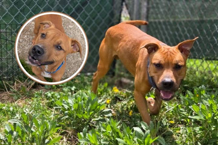 LEONARDO is a Fun-Loving Pup Looking for Home