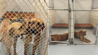 Inseparable Sisters Found New Hope Thanks To Florida Animal Rescue