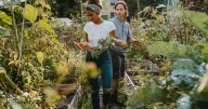 Allotment rules could change as councils get permission to sell land