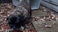 Sweet Iowa Pug Rescued From Breeder Finally Got The Life She Deserved