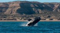 Récord de ballenas en Península Valdés