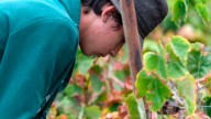 El grueso del sector vitivinícola avala las medidas para combatir la filoxera