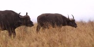 American hunter killed by buffalo he was tracking during South African trip