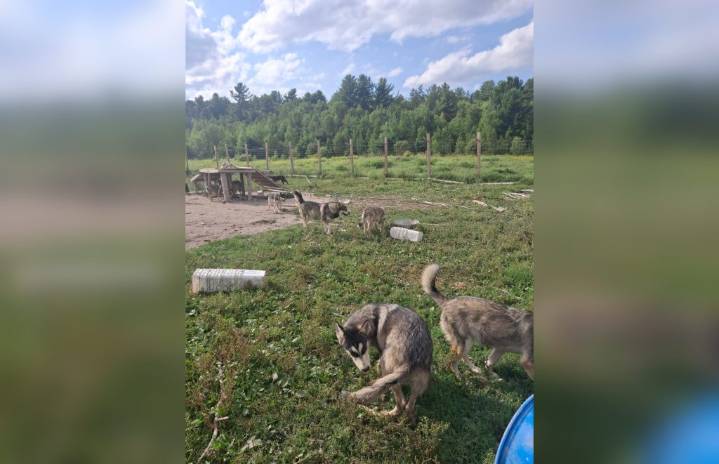 Alberta wolf-dog sanctuary unable to take animals set to be seized by Ontario government