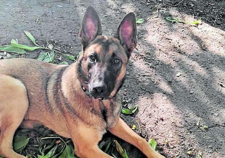 'Yosy', el perro del soldado avilesino fallecido en Ucrania, llega por fin a Asturias