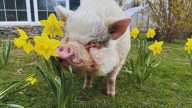 Things To Do: Animal sanctuary driving tours; 1940s concert, Jazz Jam