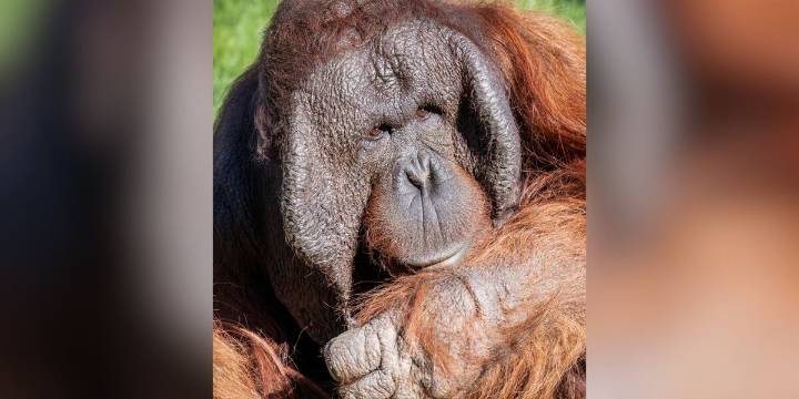Phoenix Zoo orangutan, Michael, undergoes two surgeries for rare type of cancer