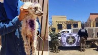 Perrito maltratado es rescatado durante cateo en Caborca