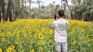 Uno de cada diez huertos de Elche recuperará el uso agrícola para proteger el Palmeral