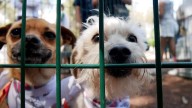 Desde alimento a cobijitas para perros, esto es lo que puedes donar en Morelia