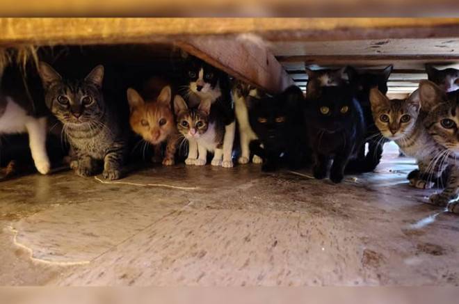 Rescatan a más de 90 gatos hacinados en vivienda de #Tecámac