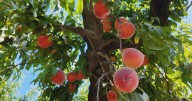 California peach harvests are down after warmer winter disrupted trees' sleep cycles