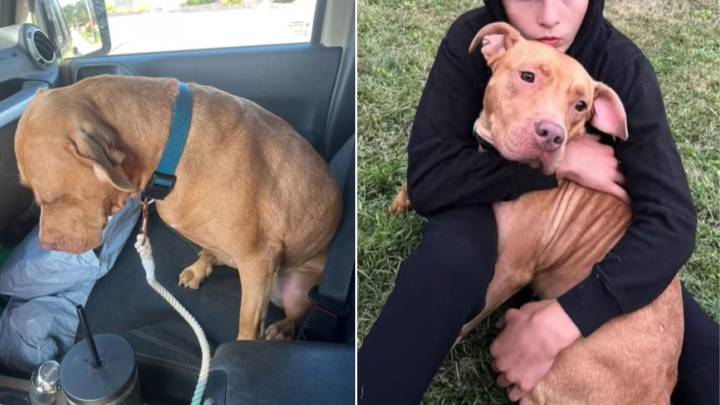 Dog In Pennsylvania Hesitates To Return To Shelter After An Outing, Unaware A Big Surprise Awaits