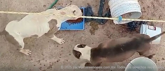MUNICIPIO DE GUADALUPE ALIMENTA A CANES ABANDONADOS AL INTERIOR DE UN DOMICILIO