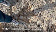 Huellas de dinosaurios de hace más de 100 millones de años emergen en Texas tras devastadoras inundaciones