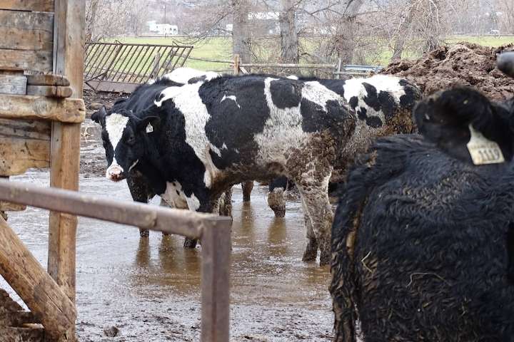 Similkameen rancher charged with keeping animals in distress