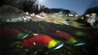 B.C. recreational anglers get rare chance for sockeye, amid bumper salmon run