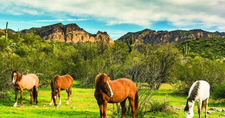 Borowksy hopes to find lifeline for wild horses