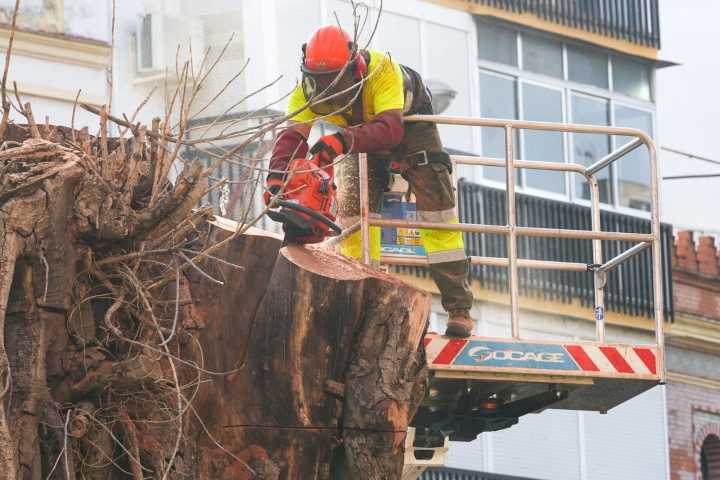 Retiran finalmente el ficus de San Jacinto tres años después de su primera tala