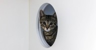 No rabies found, well cats welcome again at Triad shelter