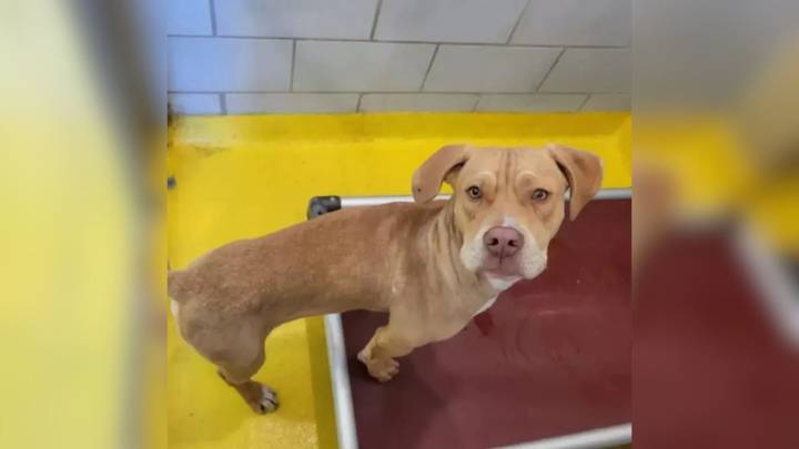 Texas Dog Bursts With Joy When He Realizes He’s Finally Leaving The Shelter