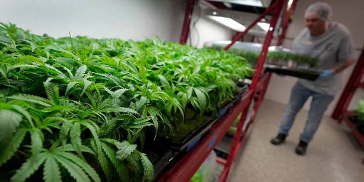What to know about Trump’s potential change in federal marijuana policy