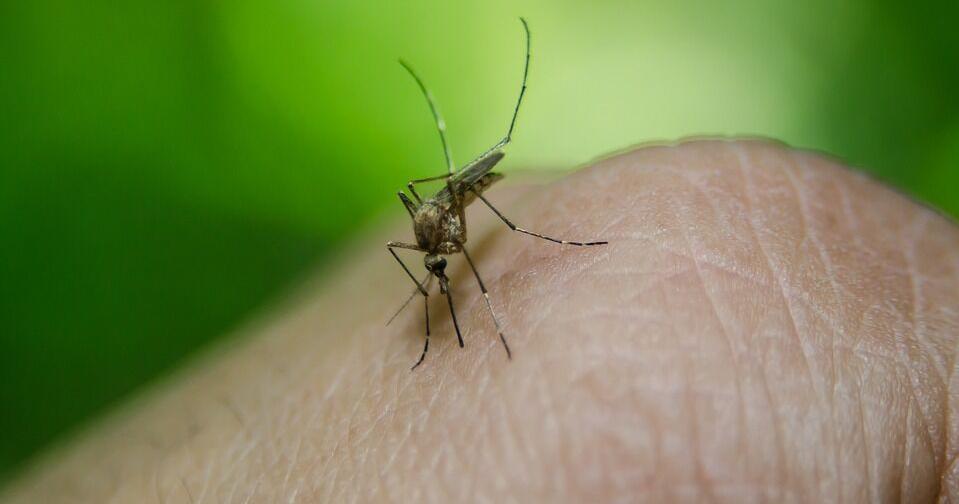 First human cases of West Nile Virus in Cache County