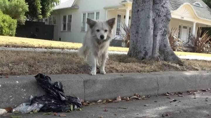 Tearful Moment As California Hero Saves Starving, Poisoned Street Dog Just In Time