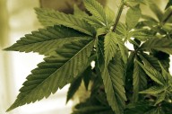 Donald Trump’s pot rescheduling is not necessarily a sure thing