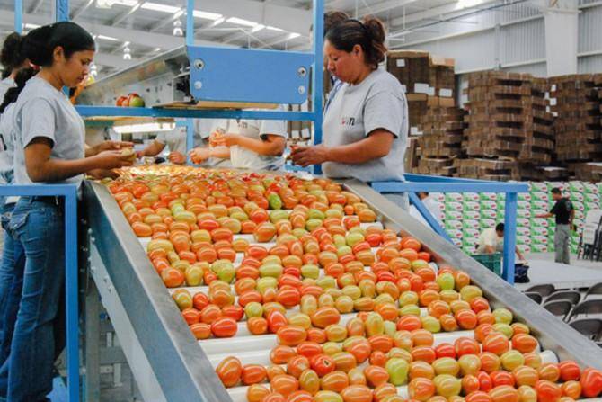 Fijan precios mínimos para exportar tomate mexicano