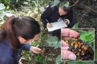 Estudio científico reveló más de 67 especies de hongos en el Islote Curupí