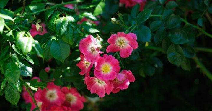 Gardeners told to do one 'essential' job this August to keep garden looking its best