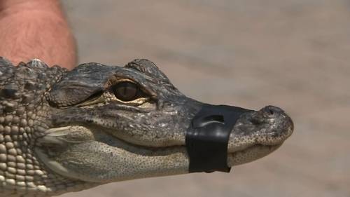 Alligator caught in Bucks County's Magnolia Lake after kayaker's surprise encounter