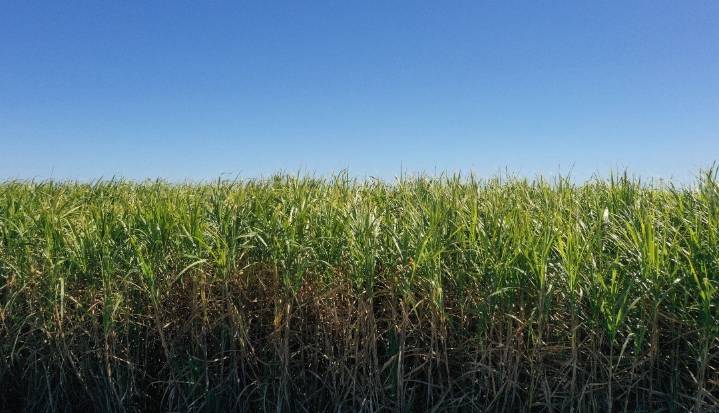 Azúcar se prepara para su racha de ganancias más larga gracias a cosecha de Brasil