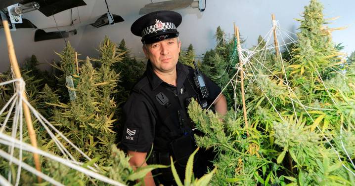 Police bust £87,000 cannabis farm in raid on 'large operation'