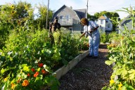 Milwaukee’s Urban Farming: How a Rust Belt City cultivated a grassroots idea into a national model