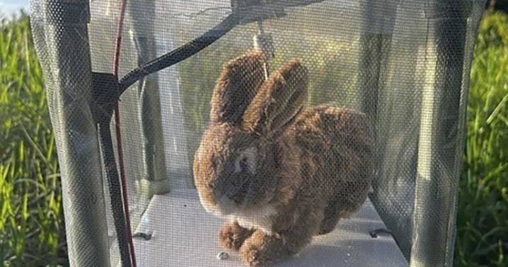Robot rabbits the latest tool in Florida battle to control invasive Burmese pythons in Everglades