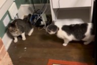 Indoor Cat Escapes for One Hour—Tears at Sibling's Reaction When He Returns