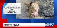 Furry Friday: Meet Yeezy