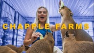 One Tank Trips: Chapple Farms