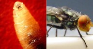 EE.UU. confirma primer caso de la enfermedad del gusano barrenador en seres humanos