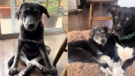 California Puppy Saved From Euthanasia Walks For The First Time Thanks To Her New Canine Friend