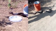Cuidado. Capturan a enorme víbora en una casa en Escobedo, Nuevo León