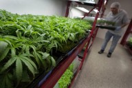 Trump admin may reclassify marijuana: Would that make it legal in the US?