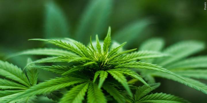 Massachusetts state audit finds mismanagement in Cannabis Control Commission