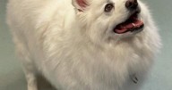 Friends of Falmouth Dogs - August 15, 2025